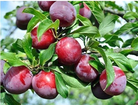 Plum Plant